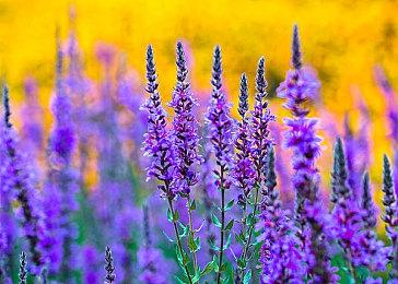 传《龙腾世纪：恐惧之狼》2024年底发售